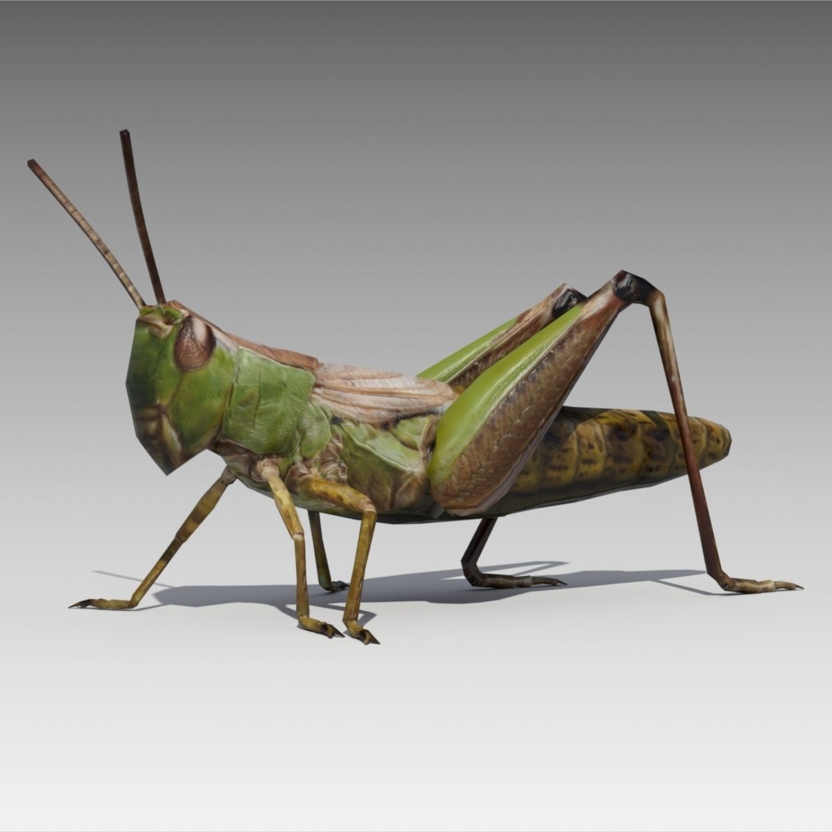 Grasshopper Animated Low-poly 3D model_6