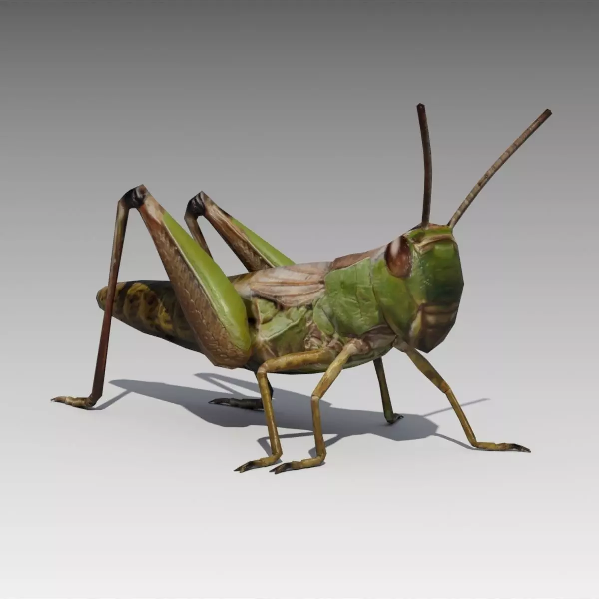 Grasshopper Animated Low-poly 3D model_0