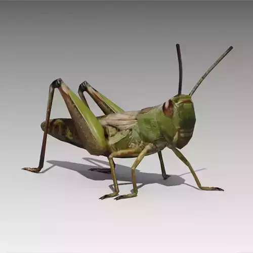 Grasshopper Animated Low-poly 3D model