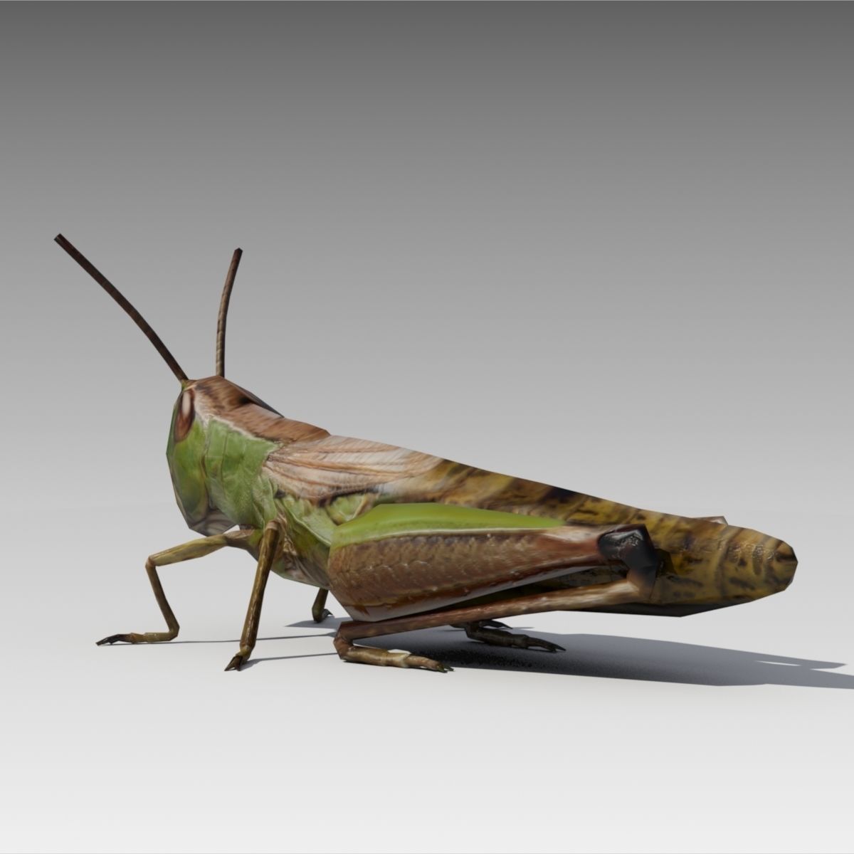 Grasshopper Animated Low-poly 3D model_4
