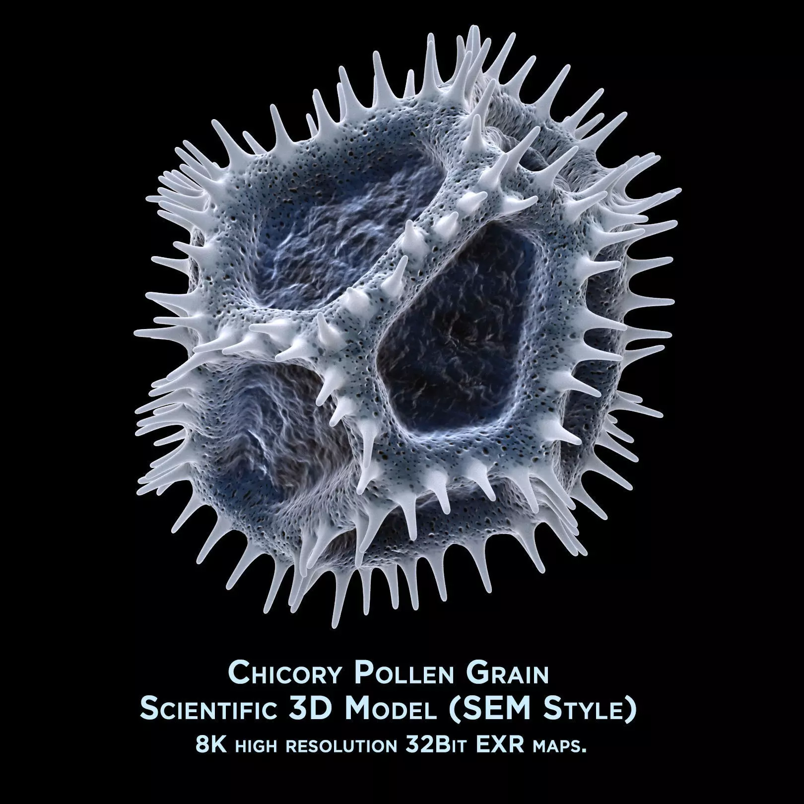 Chicory Pollen 3D model