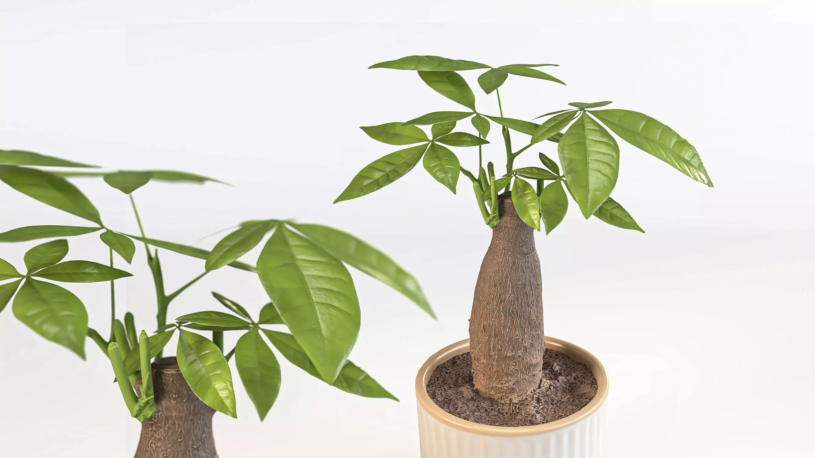 potplant pachira aquatica 3D model