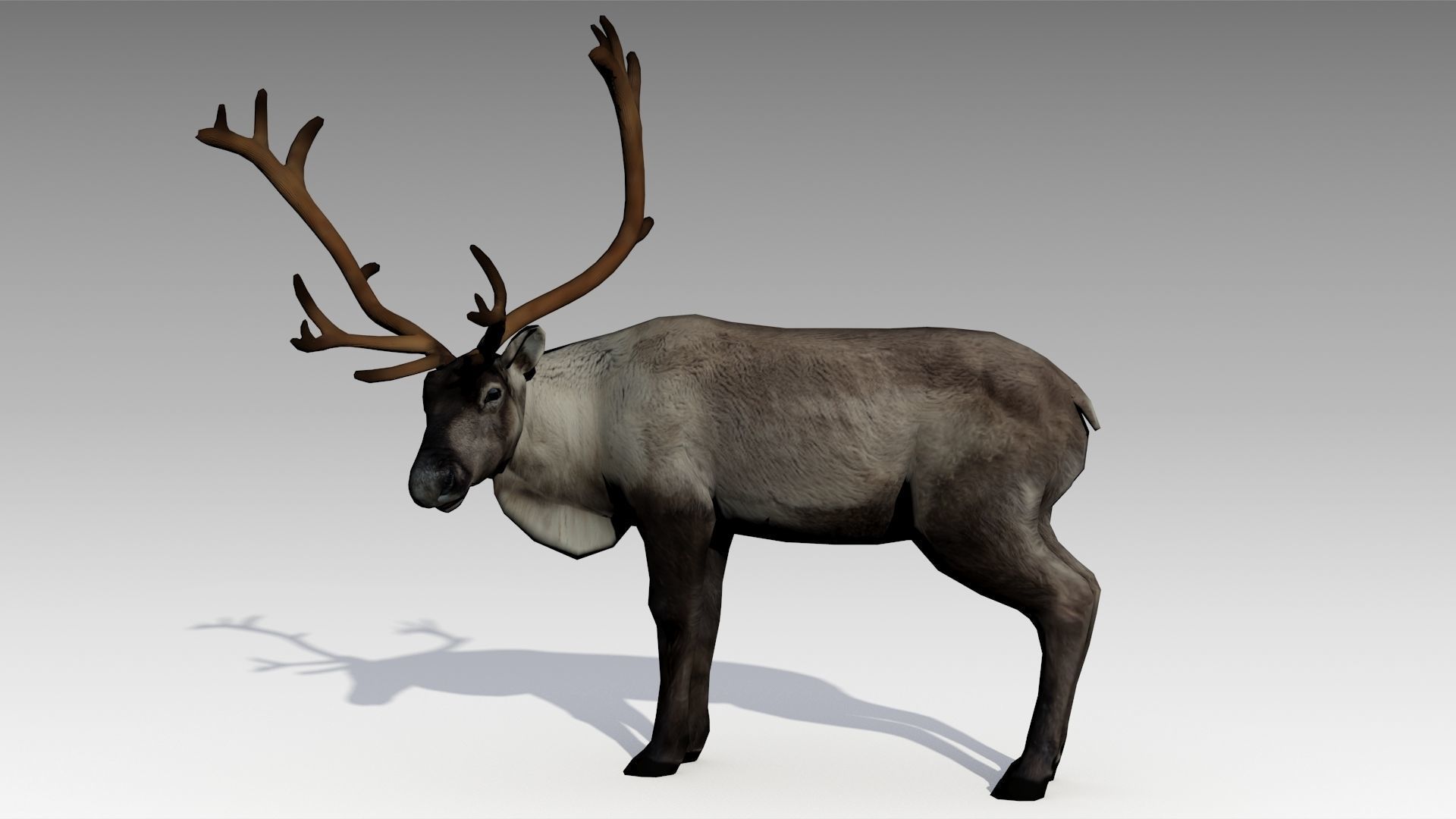 Reindeer Animated Low-poly 3D model_3