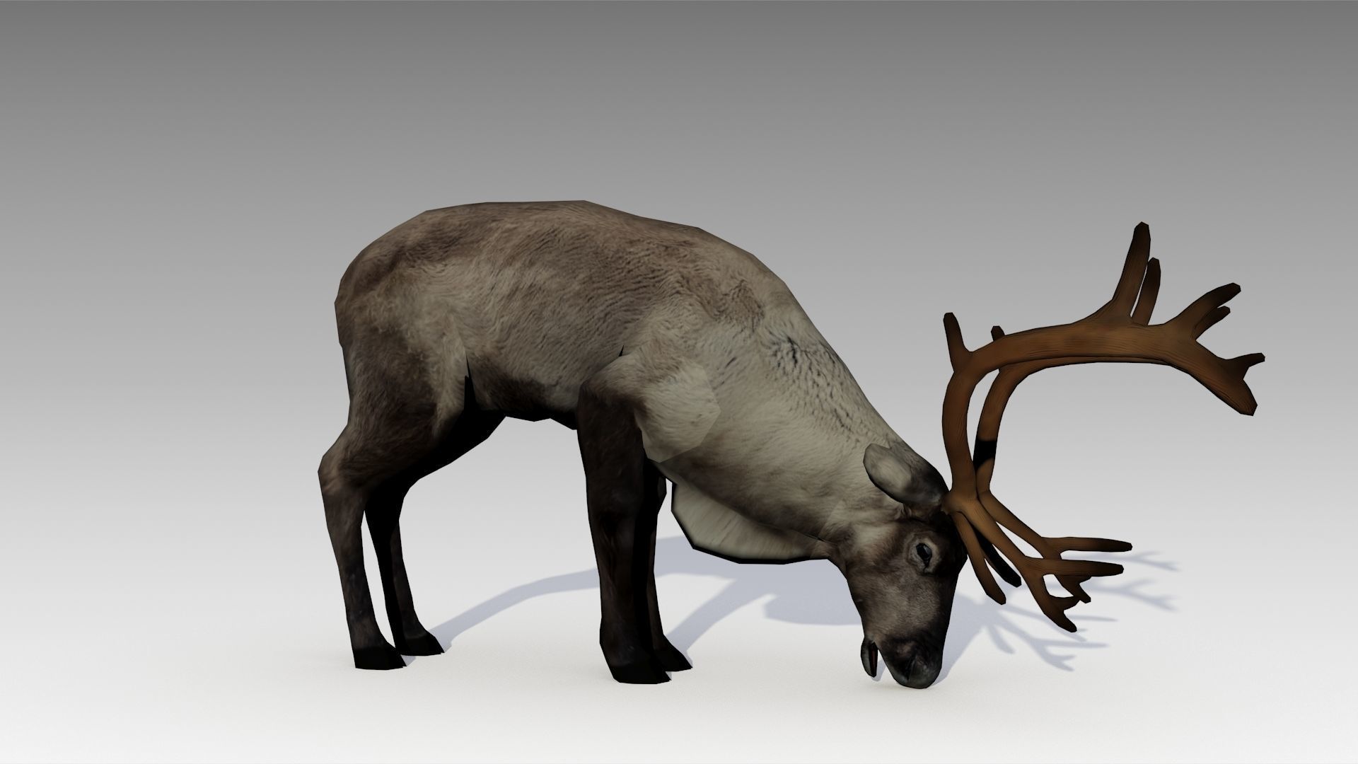 Reindeer Animated Low-poly 3D model_7