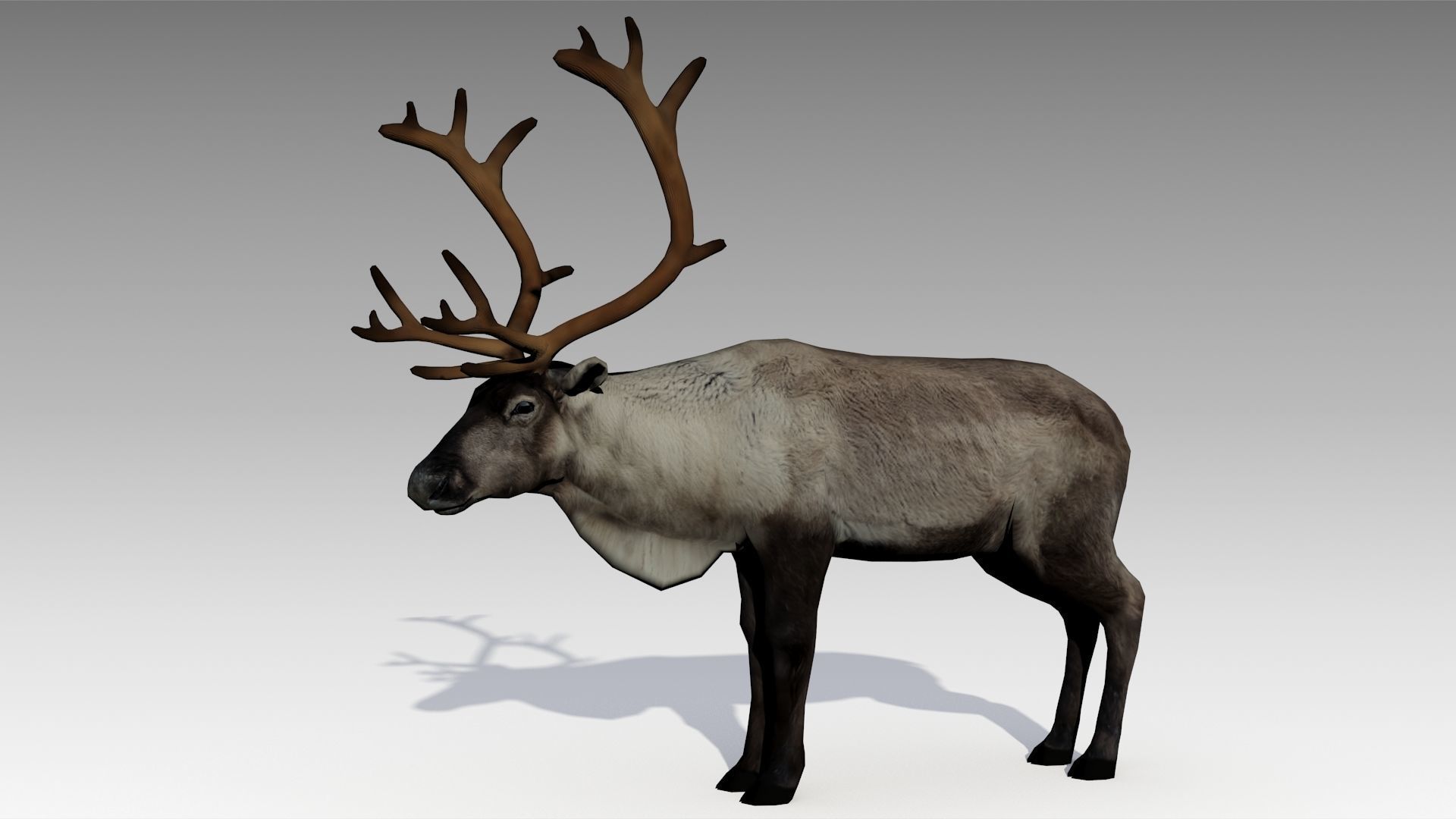 Reindeer Animated Low-poly 3D model_5
