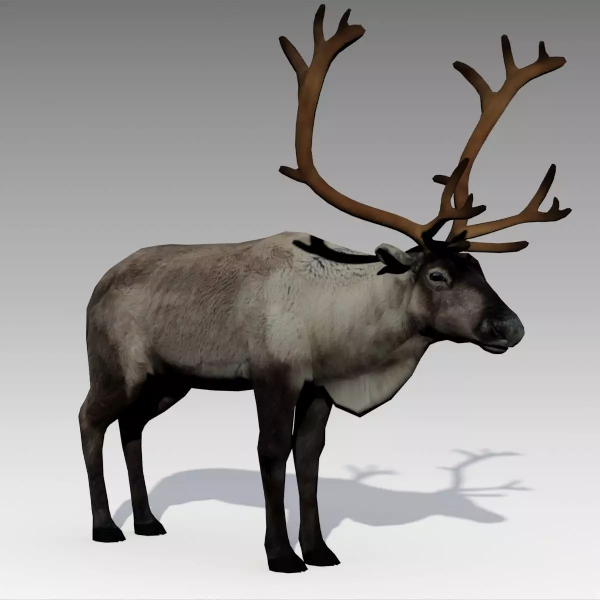 Reindeer Animated Low-poly 3D model
