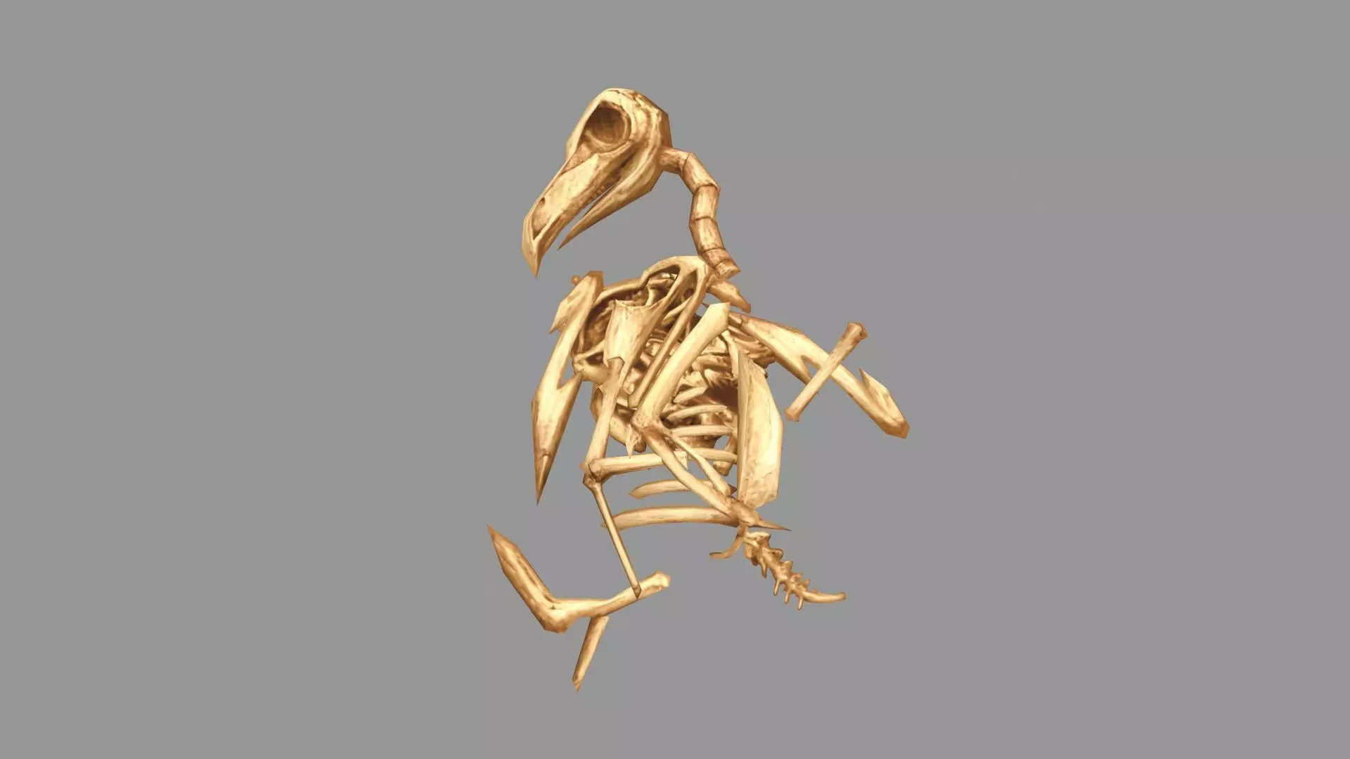 A bird skeleton Low-poly 3D model
