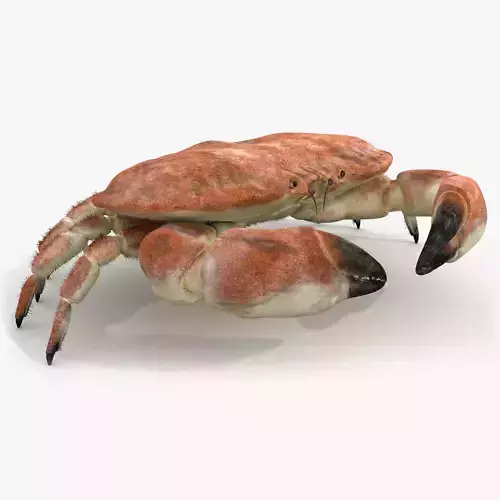 Crab Edible Brown Rigged 8K PBR Textures Low-poly 3D model