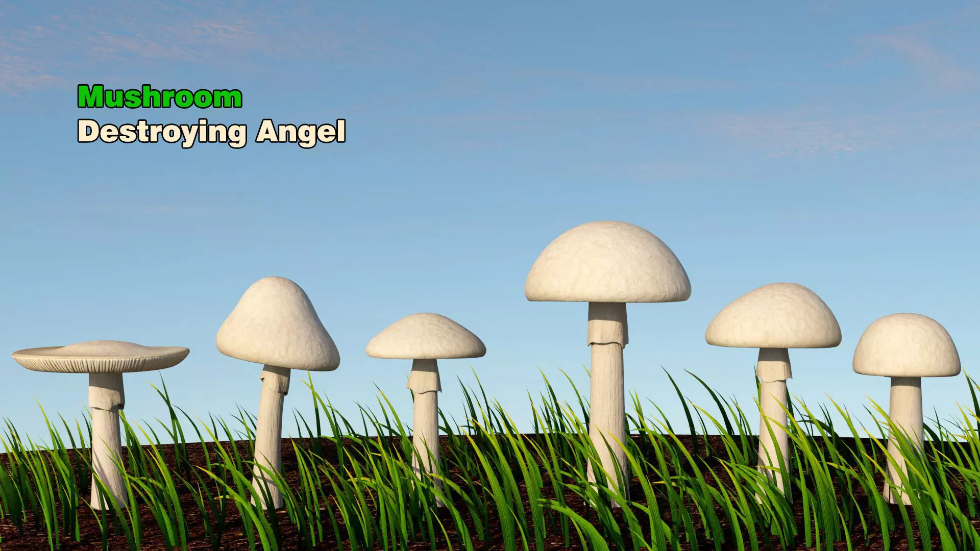 Destroying Angel Mushroom Low-poly 3D model
