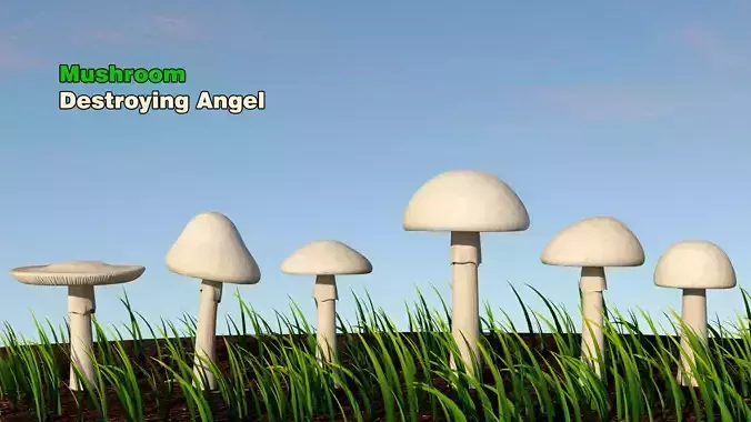 Destroying Angel Mushroom