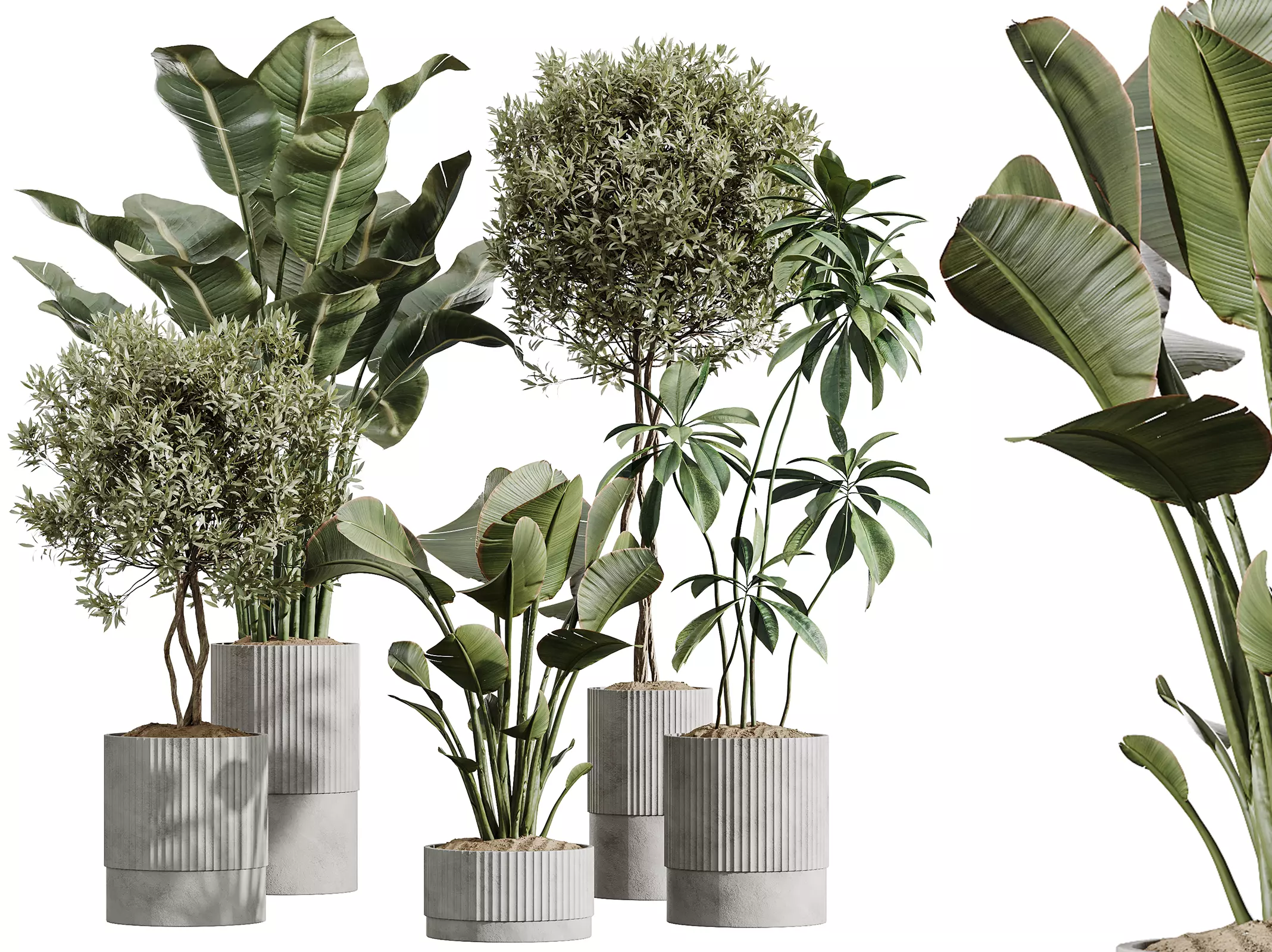 AV Indoor Plants Set 431 Ficus Olive Banana ParadiseBird 3D model