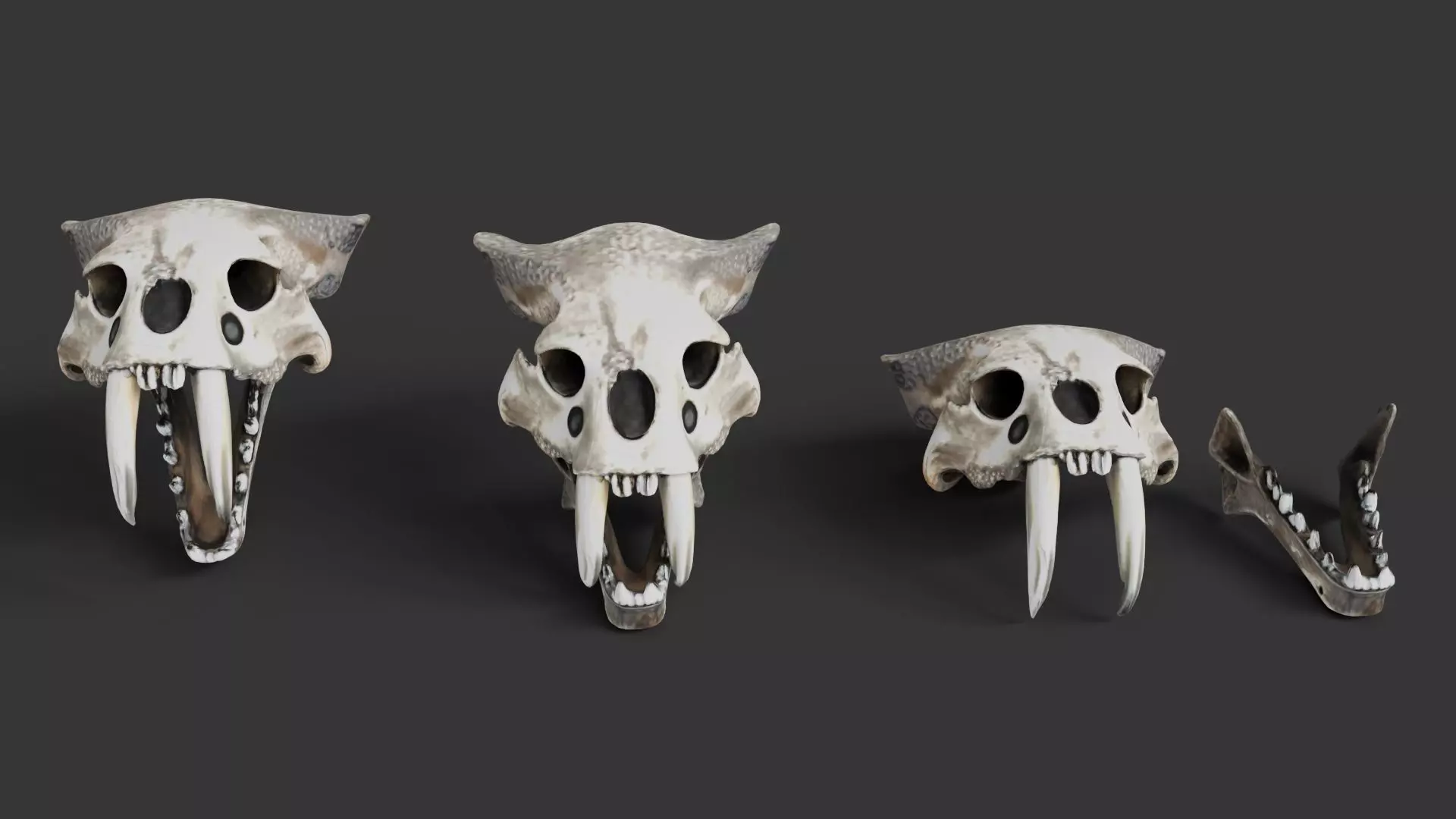 Sabertooth Skull 3D model