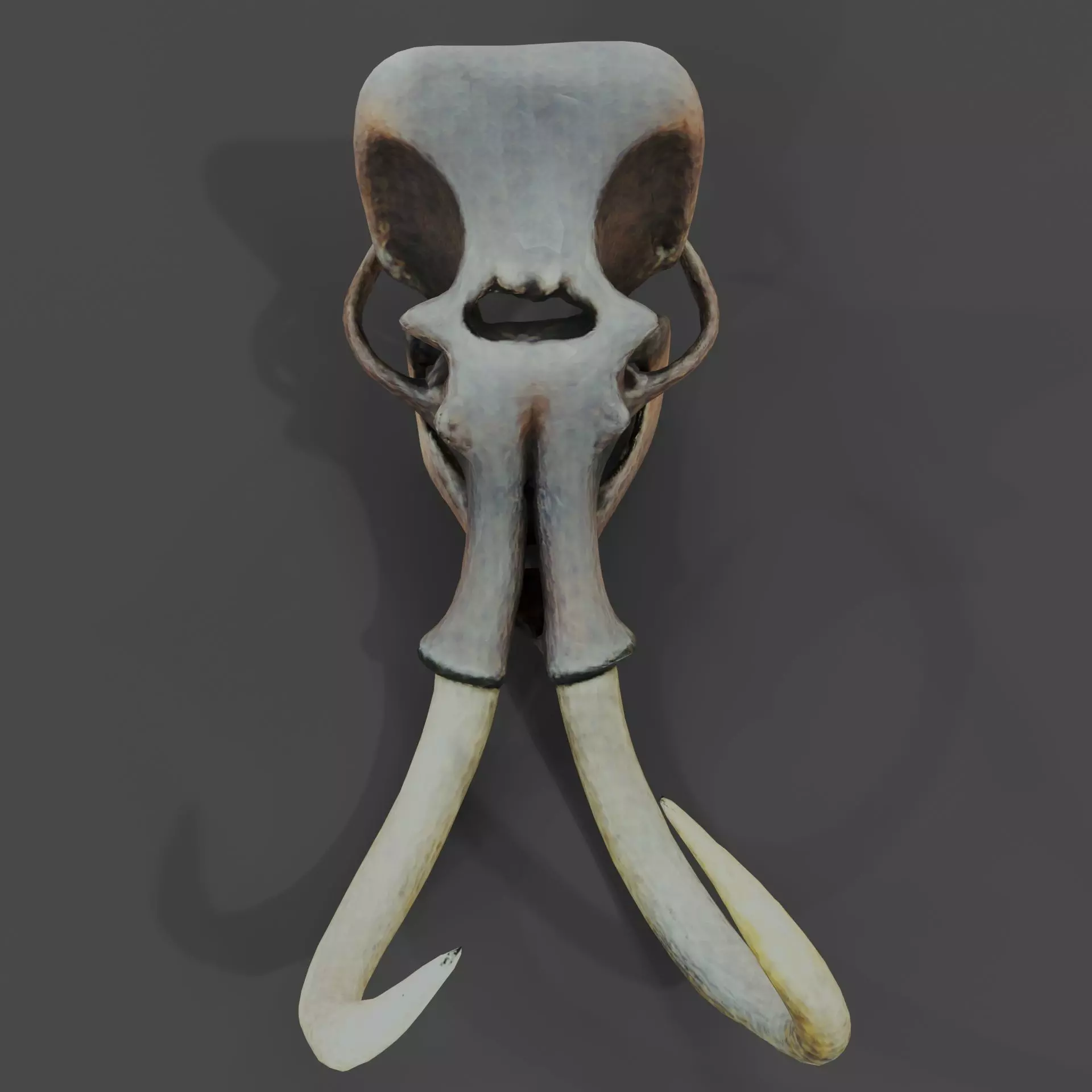 Mammoth Skull with Curved Tusks 3D model