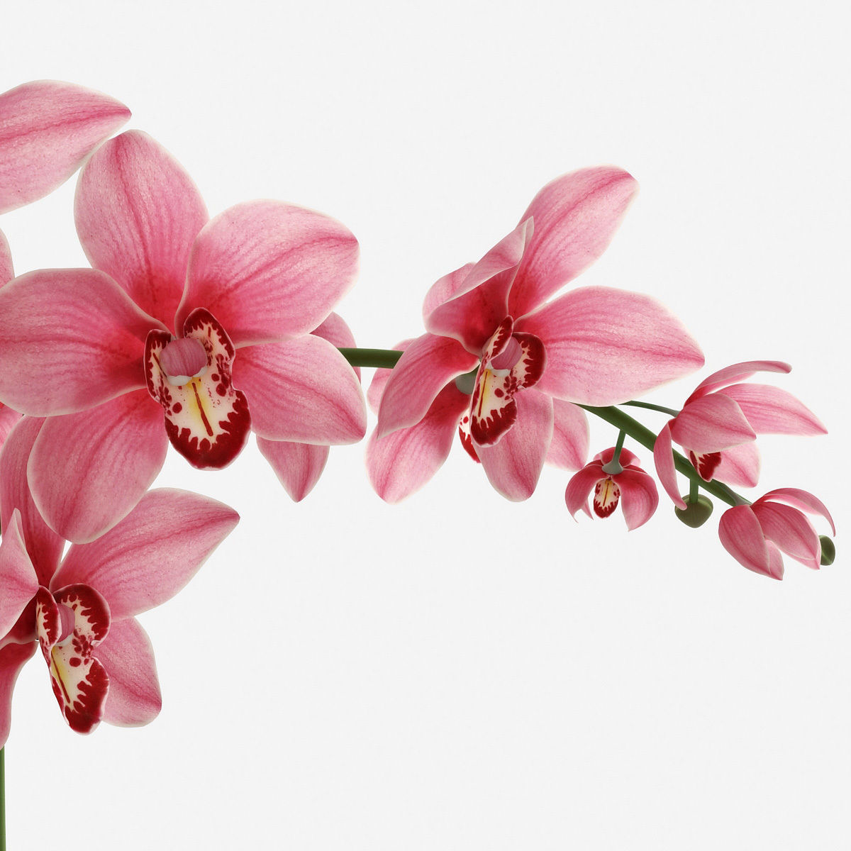 Orchid3 3D model_8