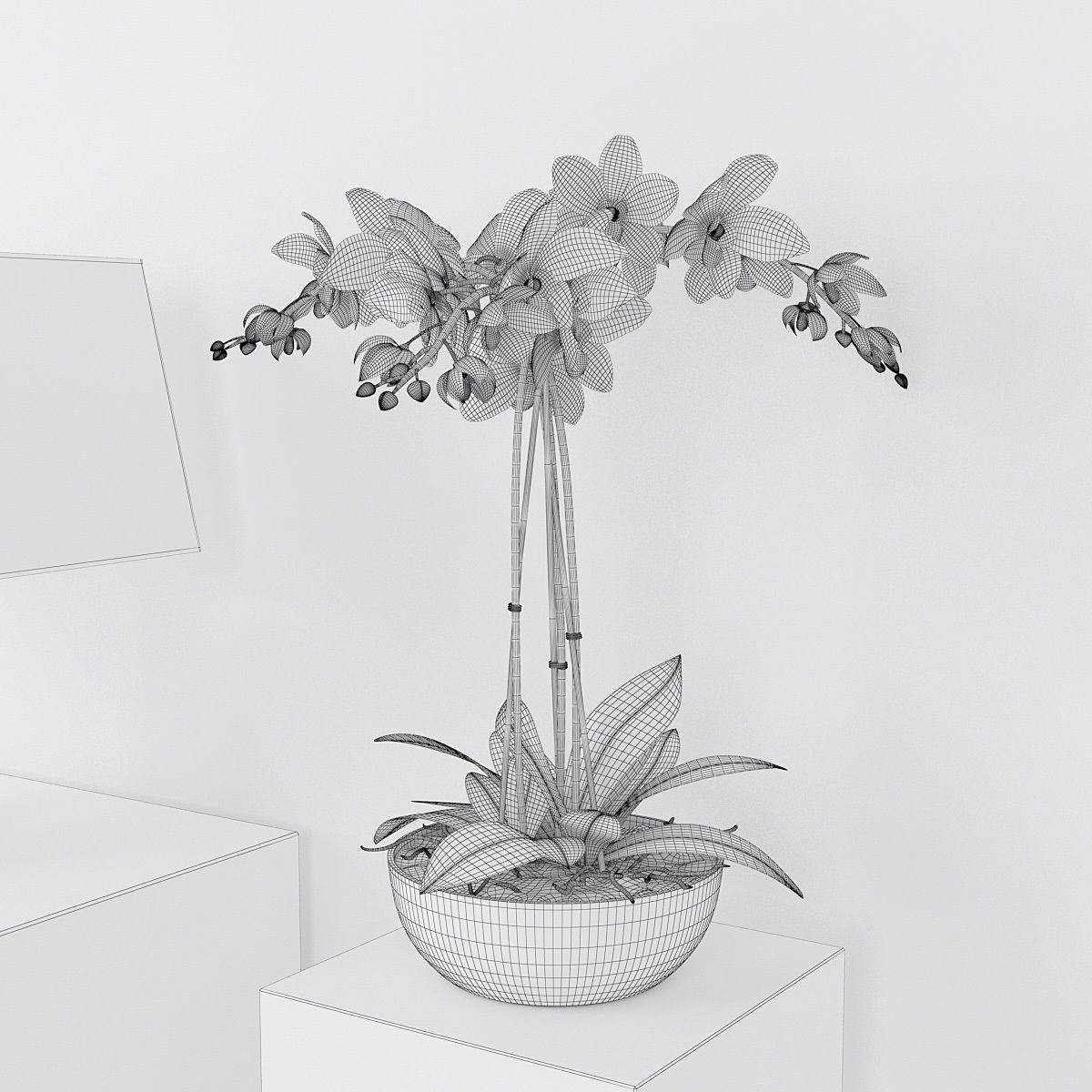Orchid3 3D model_1