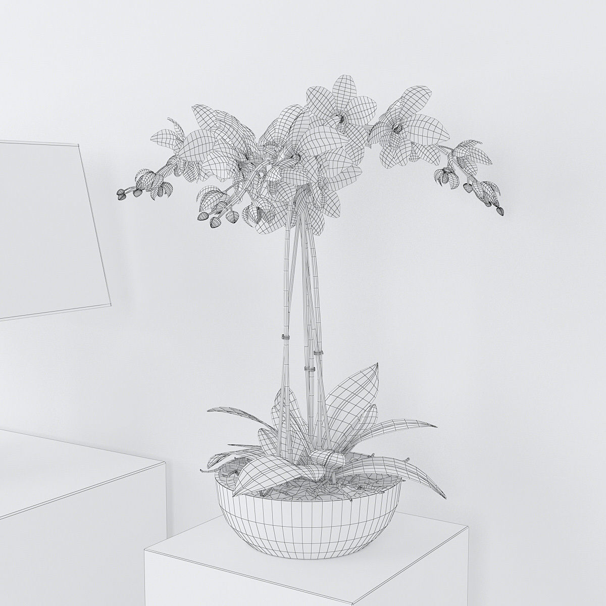 Orchid3 3D model_3