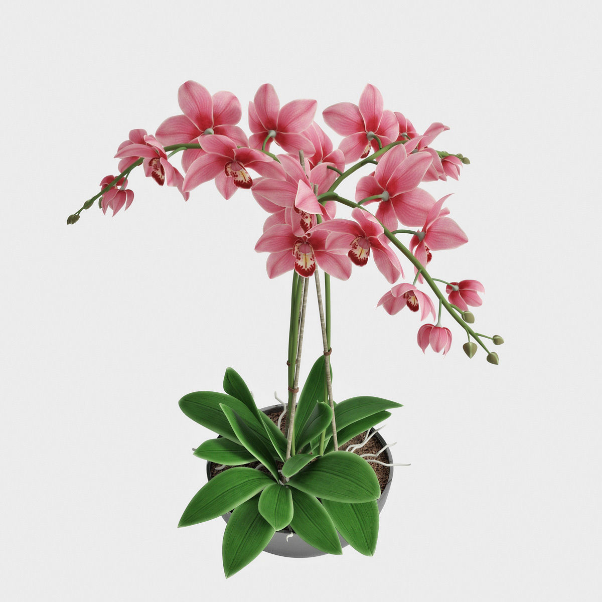Orchid3 3D model_5