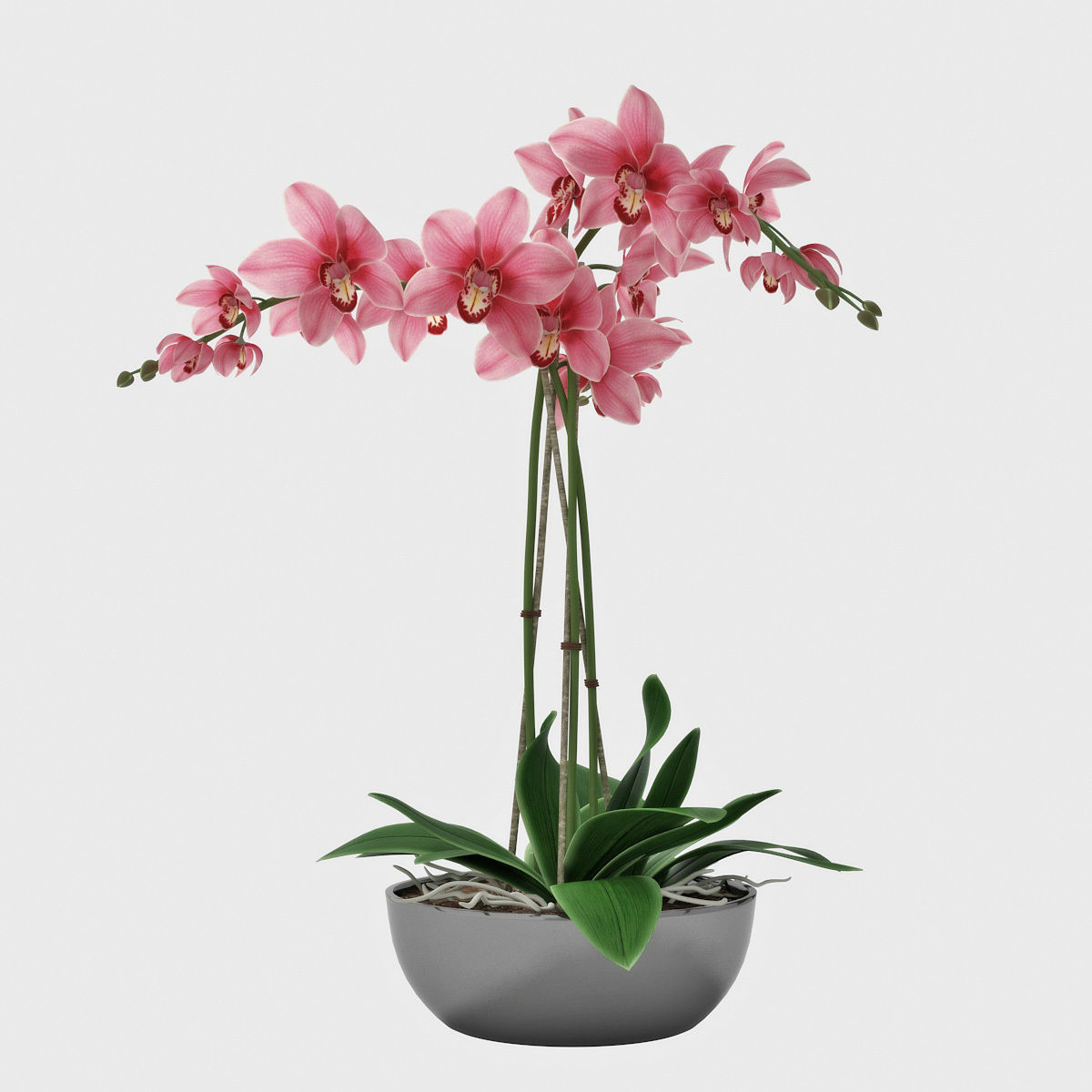 Orchid3 3D model_4