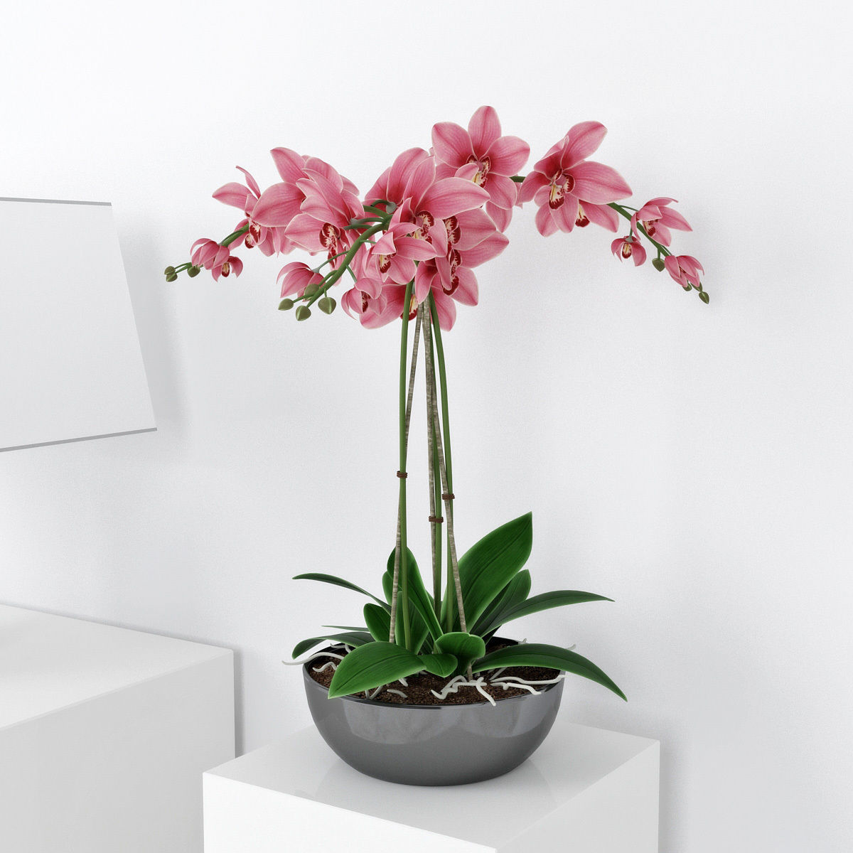 Orchid3 3D model_0