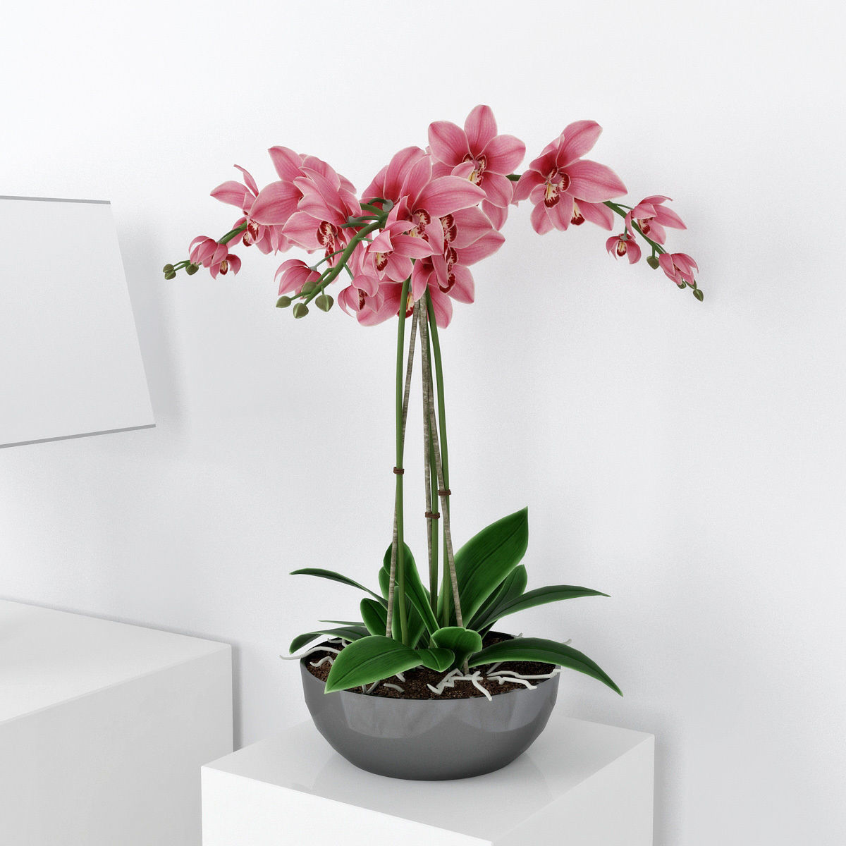 Orchid3 3D model_2