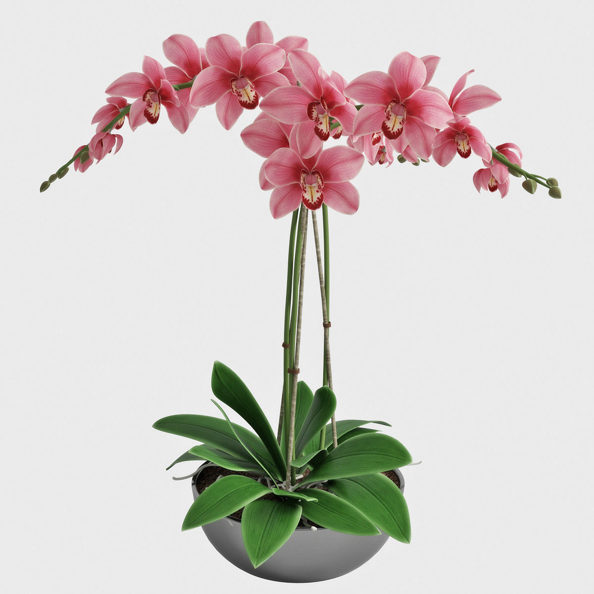Orchid3 3D model_7
