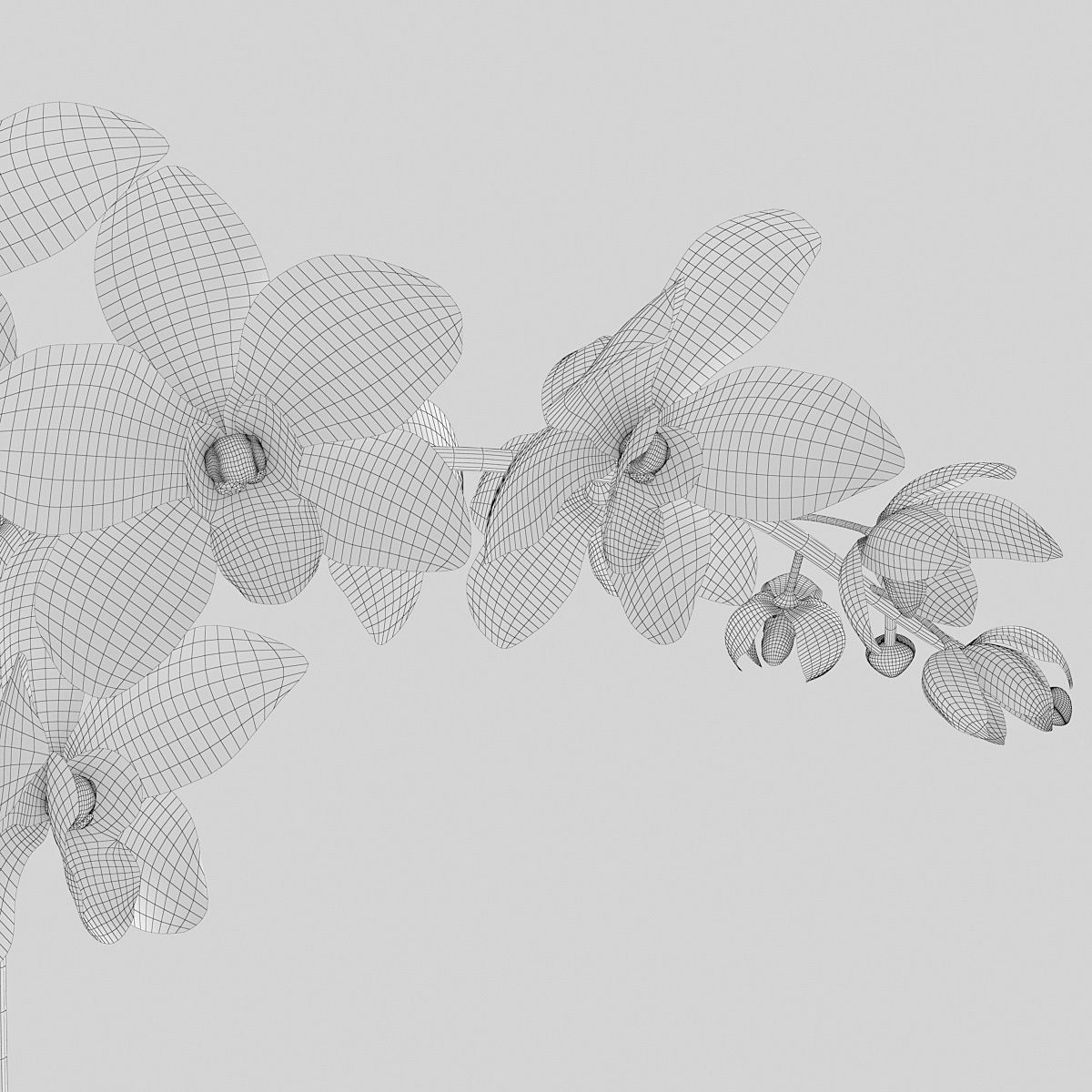 Orchid3 3D model_9