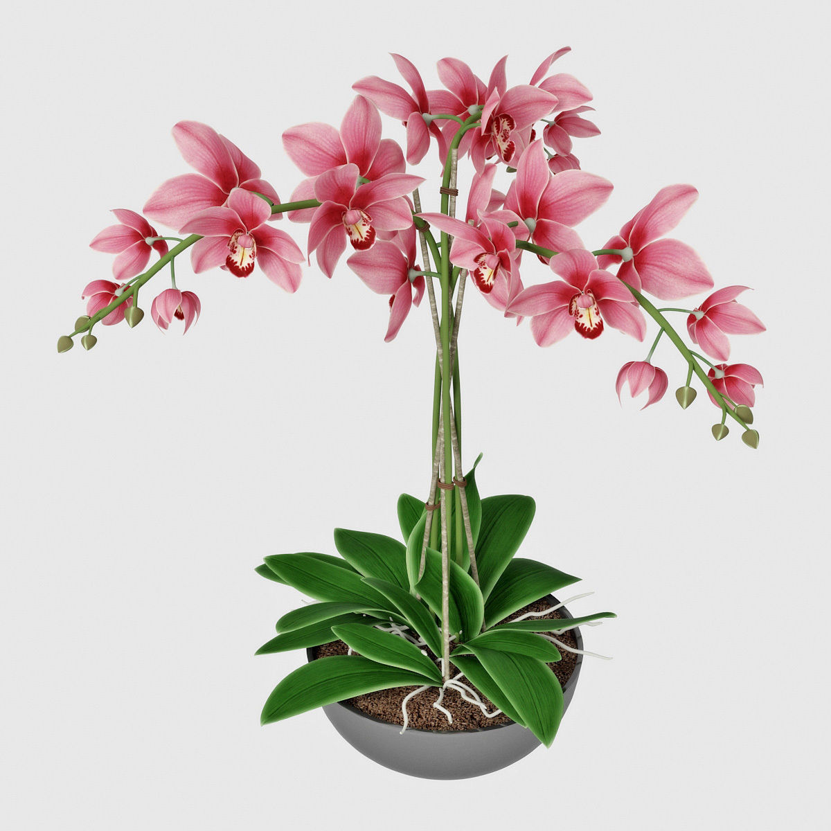 Orchid3 3D model_6