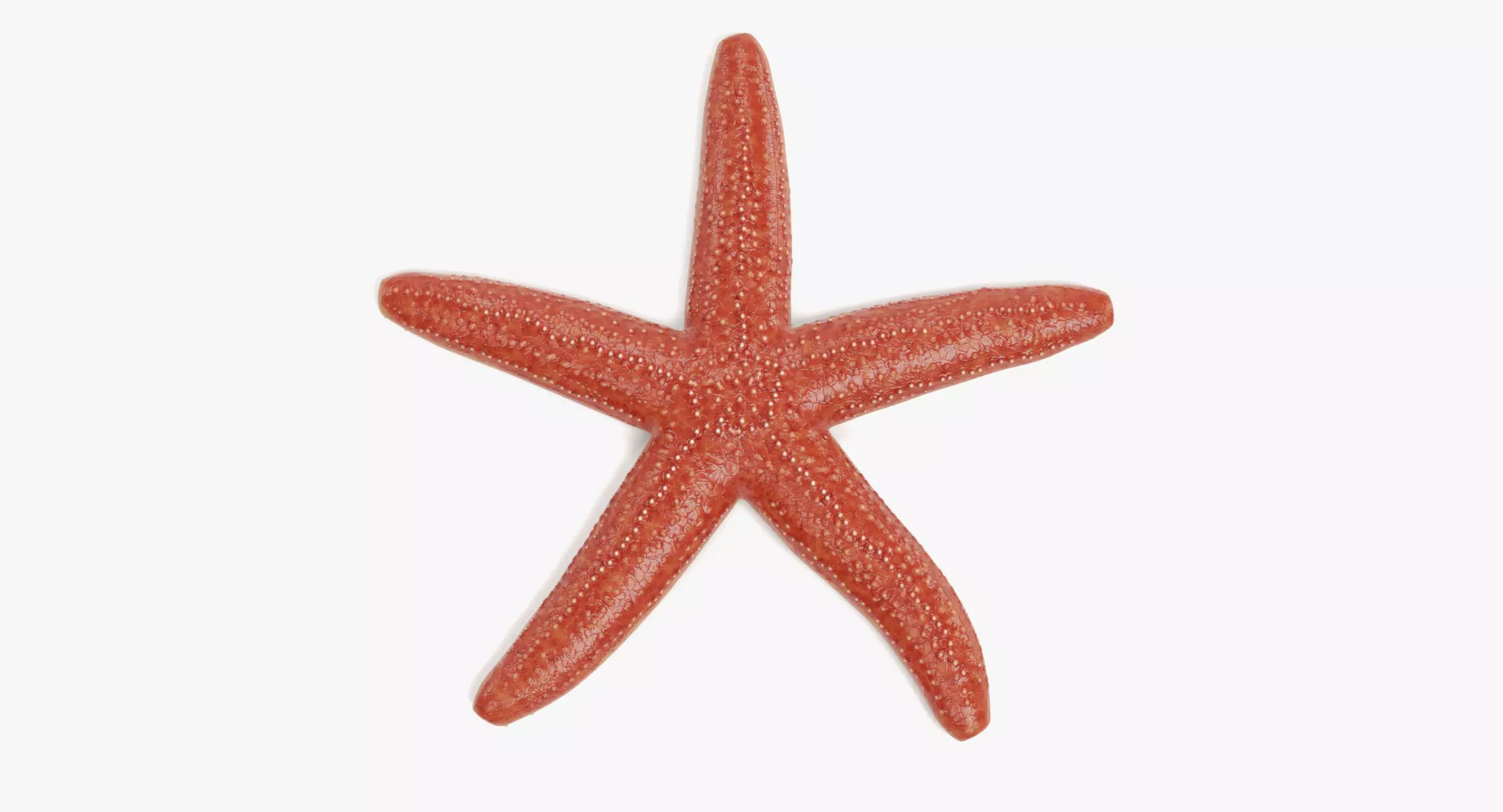 Common Starfish - Asterias Rubens Sea Star 3D model