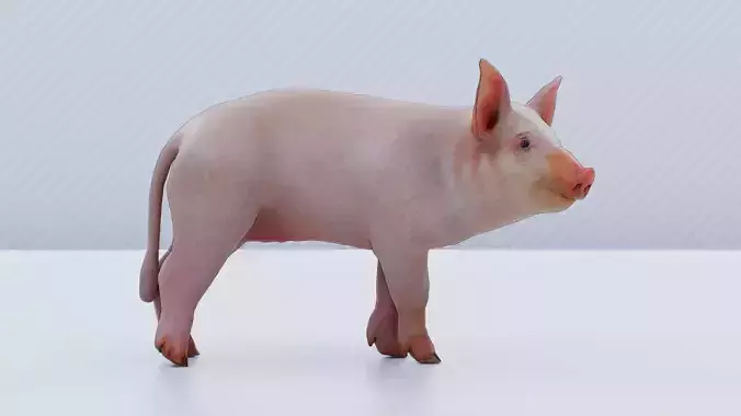 Piggy