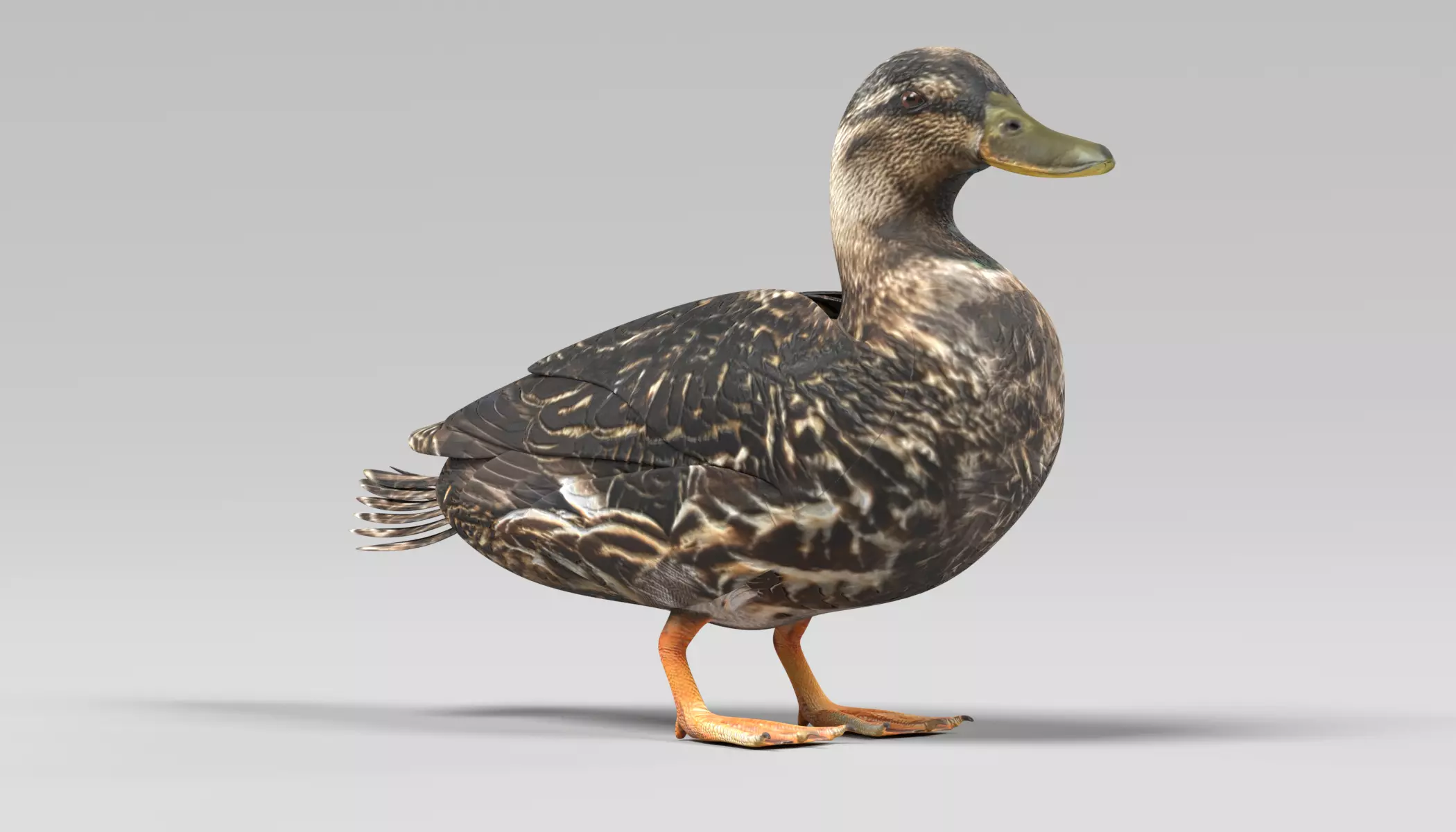 Wild Duck - Realistic Female Mallard 3D model