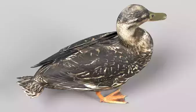 Wild Duck - Realistic Female Mallard 3D model 4