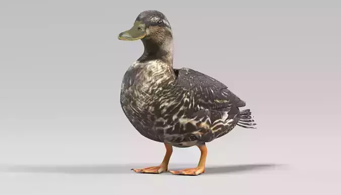 Wild Duck - Realistic Female Mallard 3D model 2