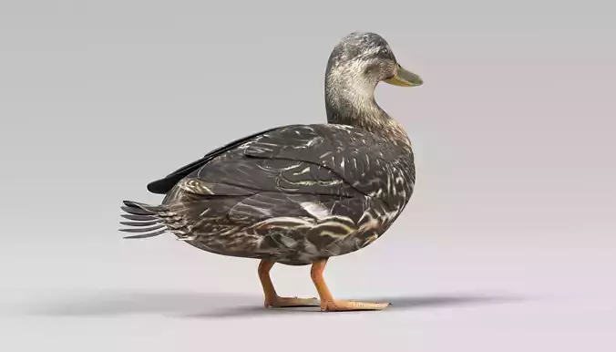 Wild Duck - Realistic Female Mallard 3D model 5