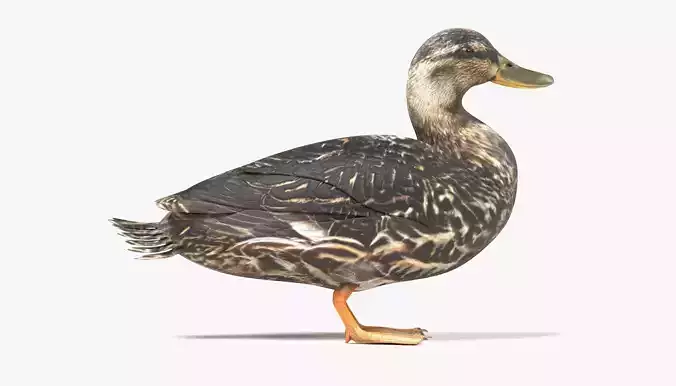 Wild Duck - Realistic Female Mallard 3D model 3