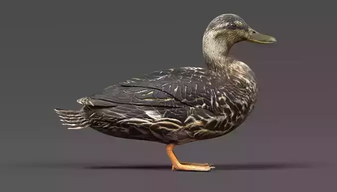 Wild Duck - Realistic Female Mallard 3D model 6