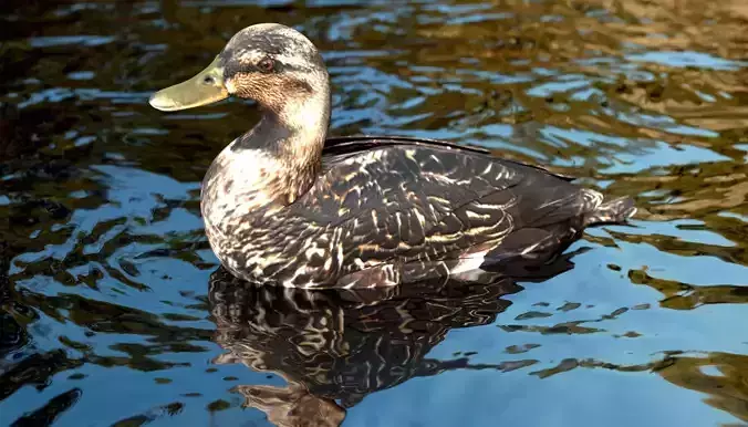 Wild Duck - Realistic Female Mallard 3D model 7