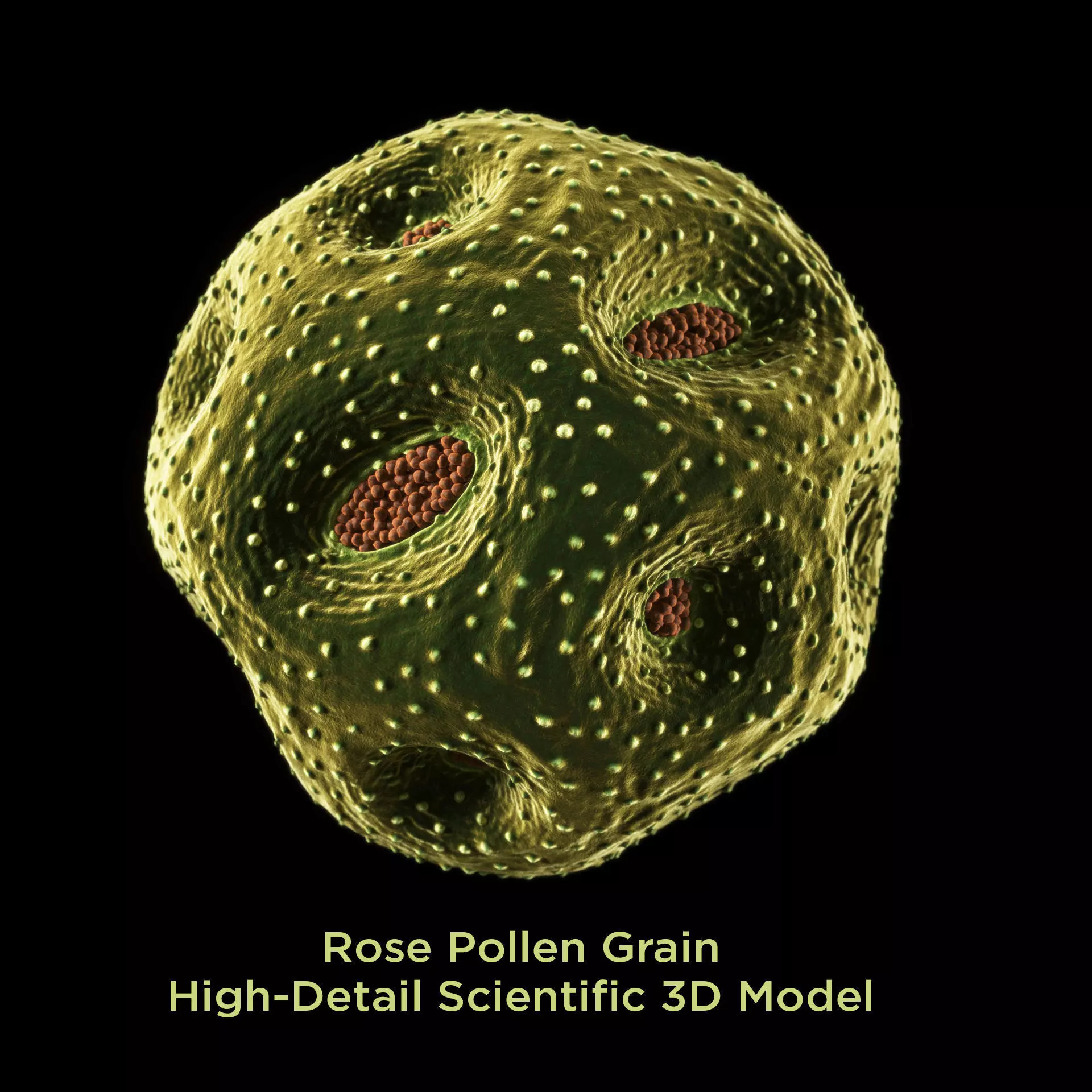 Rose Pollen 3D model