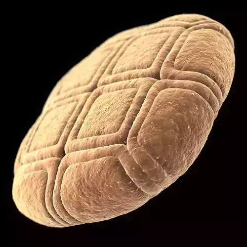 Acacia Pollen Grain