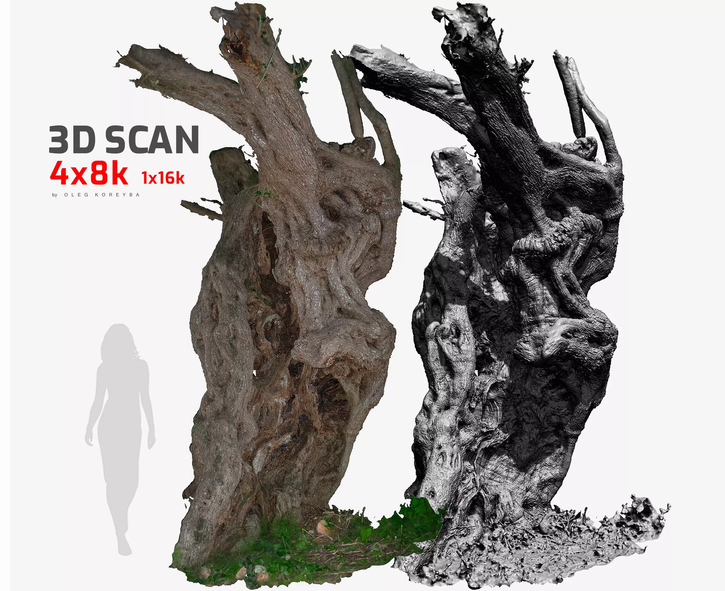 Ancient Olive Tree7 RAW 3D Scan 2x16k 4x8k Textures OBJ 3D model