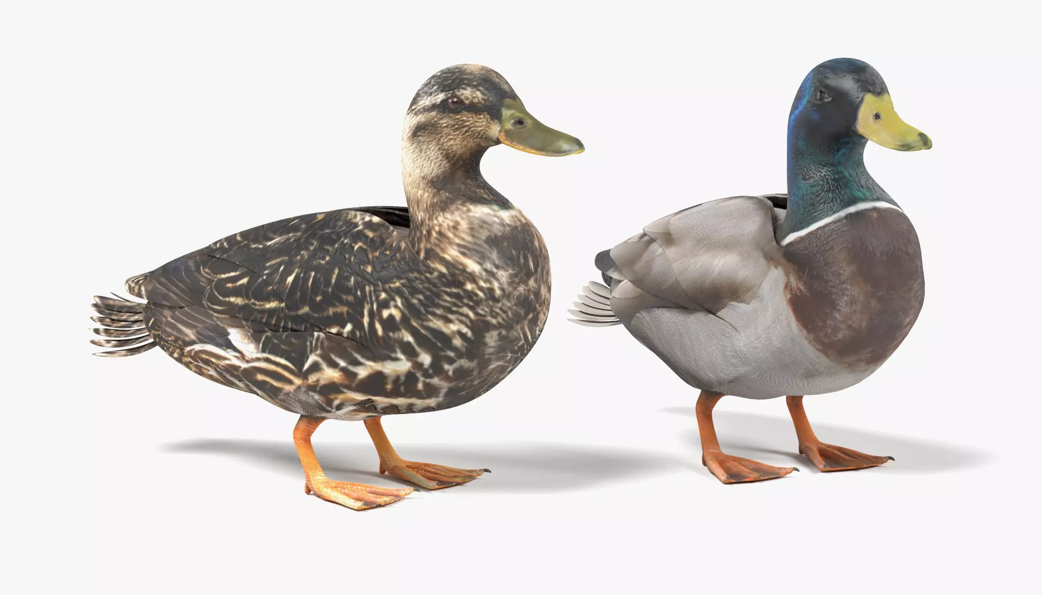 Wild Ducks - Realistic Male and Female Mallard Birds 3D model