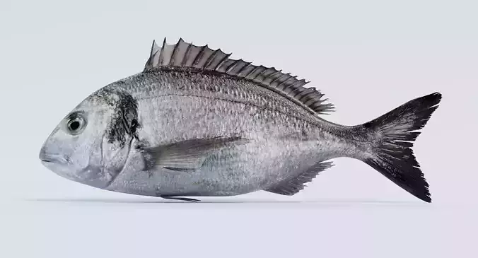 Gilthead Bream - Realistic Sparus Aurata Fish 3D model 5