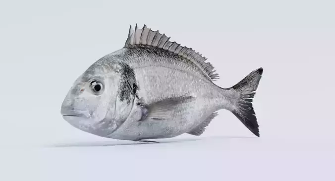 Gilthead Bream - Realistic Sparus Aurata Fish 3D model 6