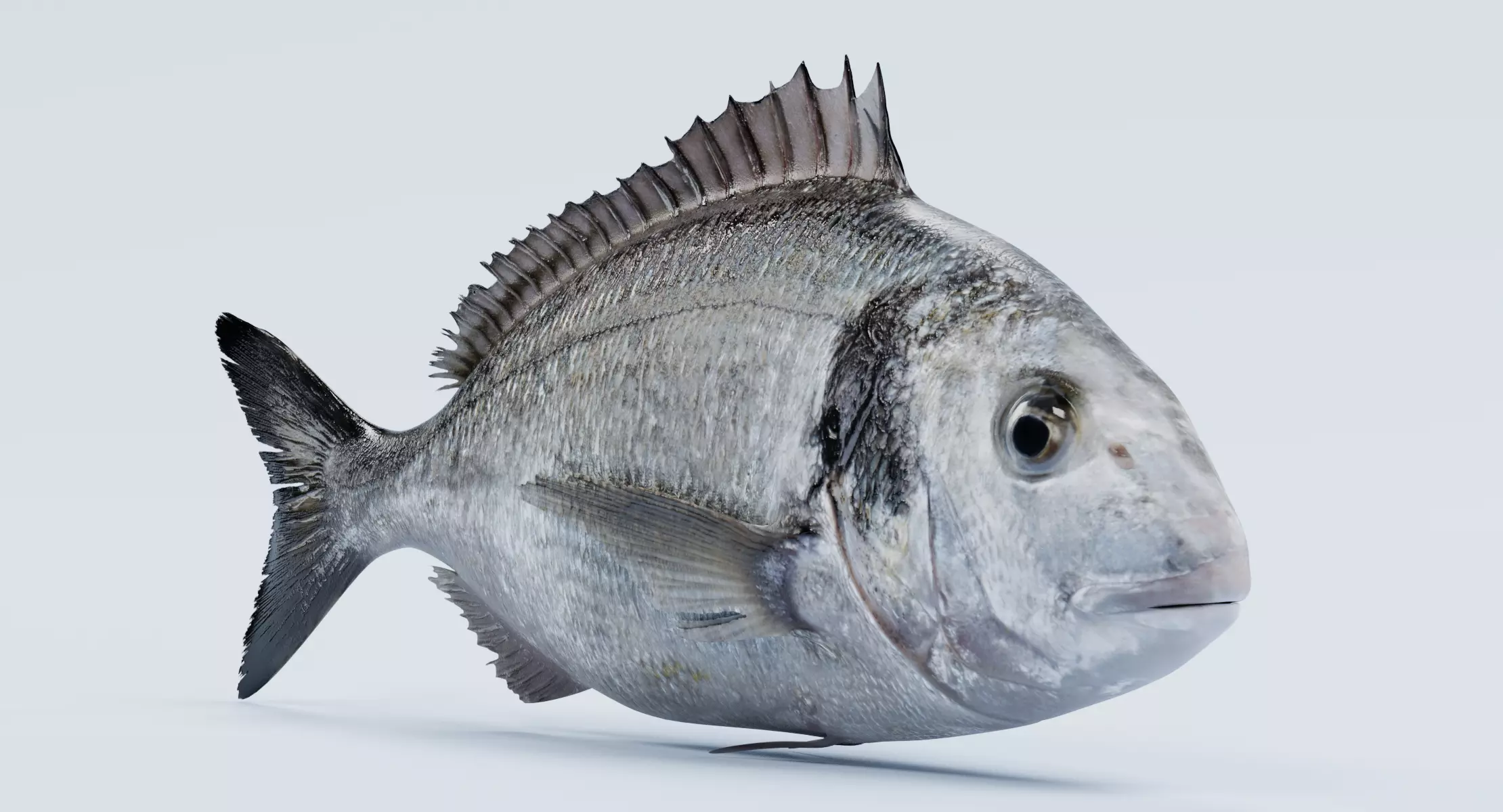 Gilthead Bream - Realistic Sparus Aurata Fish 3D model