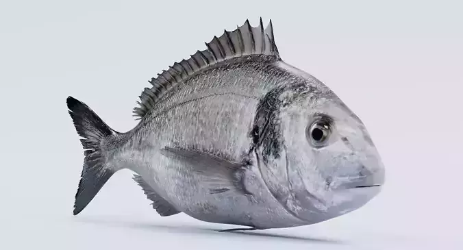 Gilthead Bream - Realistic Sparus Aurata Fish 3D model