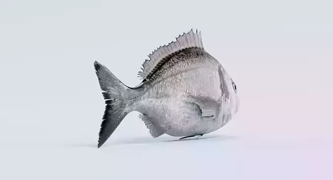 Gilthead Bream - Realistic Sparus Aurata Fish 3D model 4