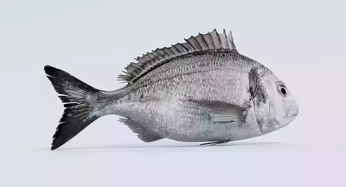 Gilthead Bream - Realistic Sparus Aurata Fish 3D model 3