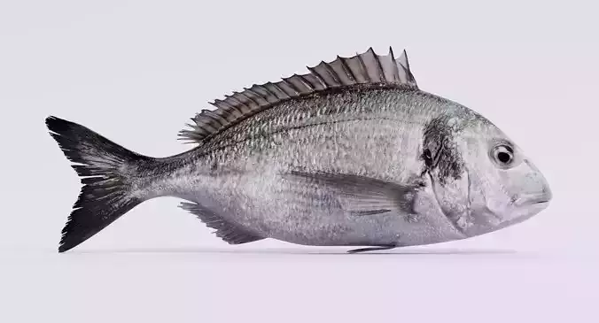 Gilthead Bream - Realistic Sparus Aurata Fish 3D model 2