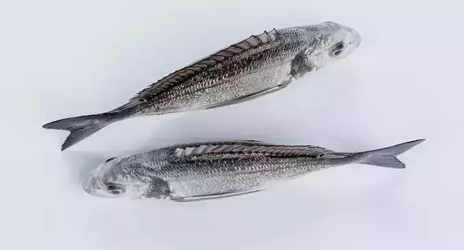 Gilthead Bream - Realistic Sparus Aurata Fish 3D model 7