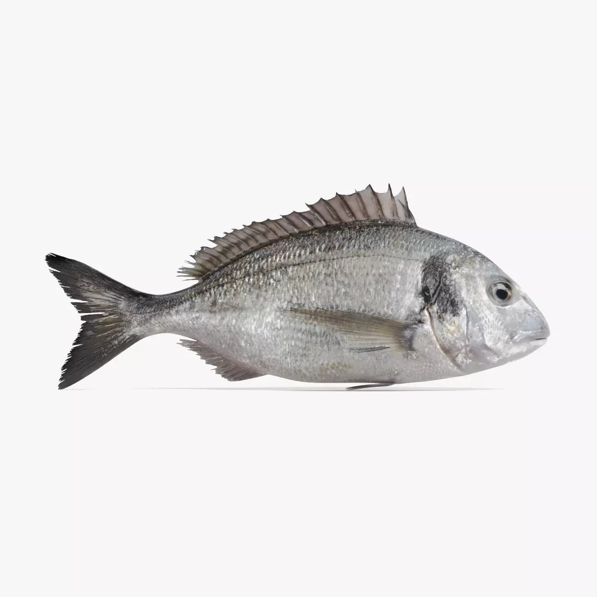 Gilthead Bream - Realistic Sparus Aurata Fish Rigged 3D model