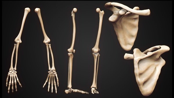 Skeleton human 3D model_3